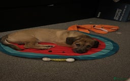 Mixed Breed dogs for sale: Dachshund x Shih Tzu for sale - Image 7