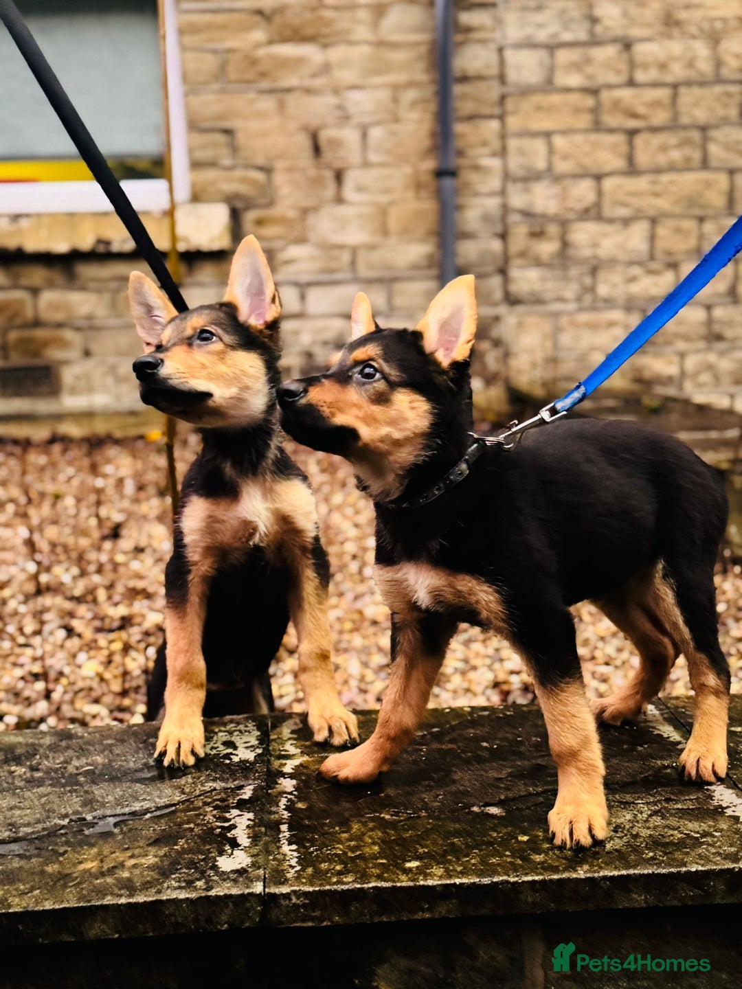 German Shepherd dogs for sale: Exceptional German Shepherd Girls - Advert 11