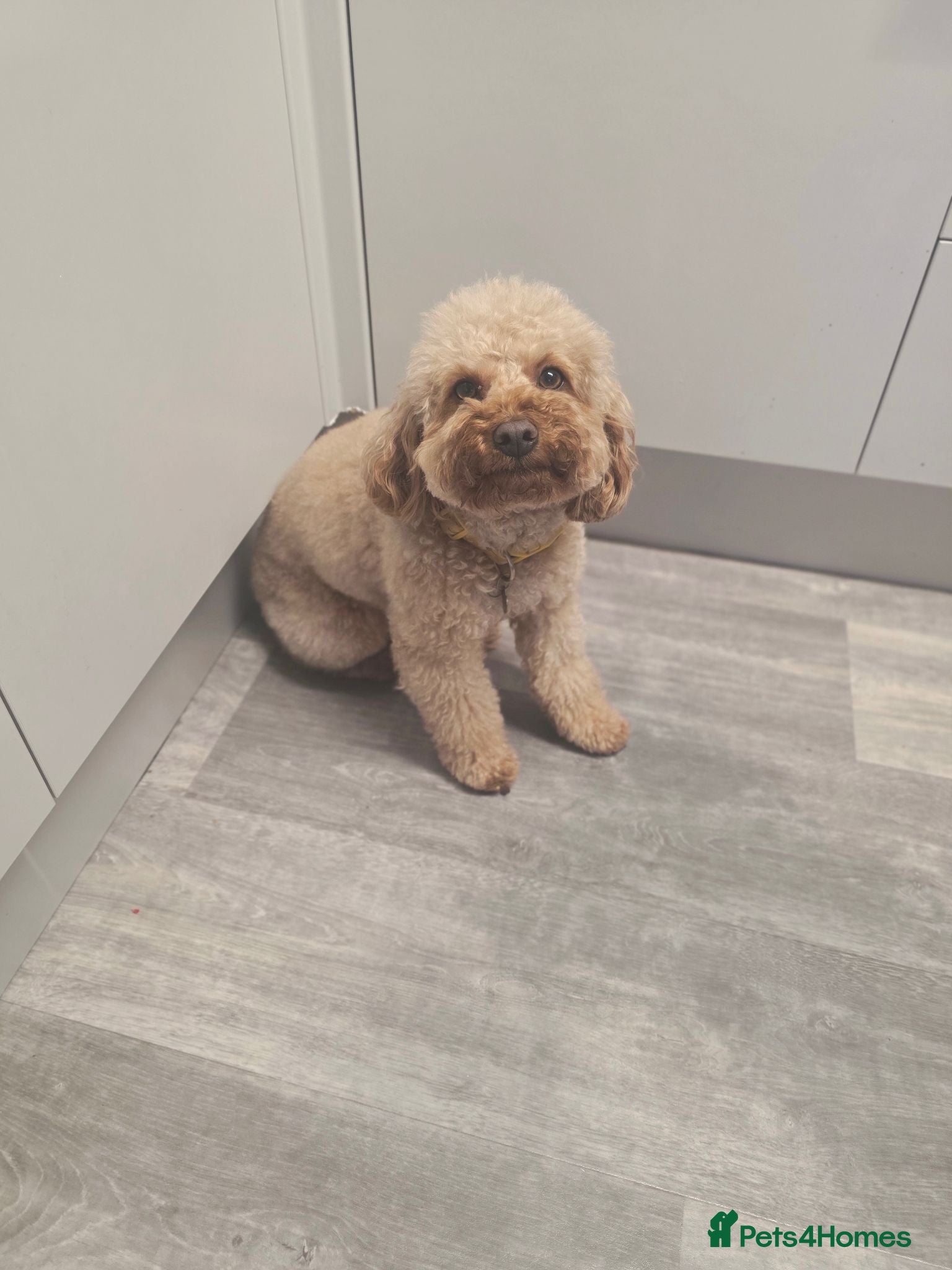Mixed Breed dogs Female cavapoo  - Advert 2