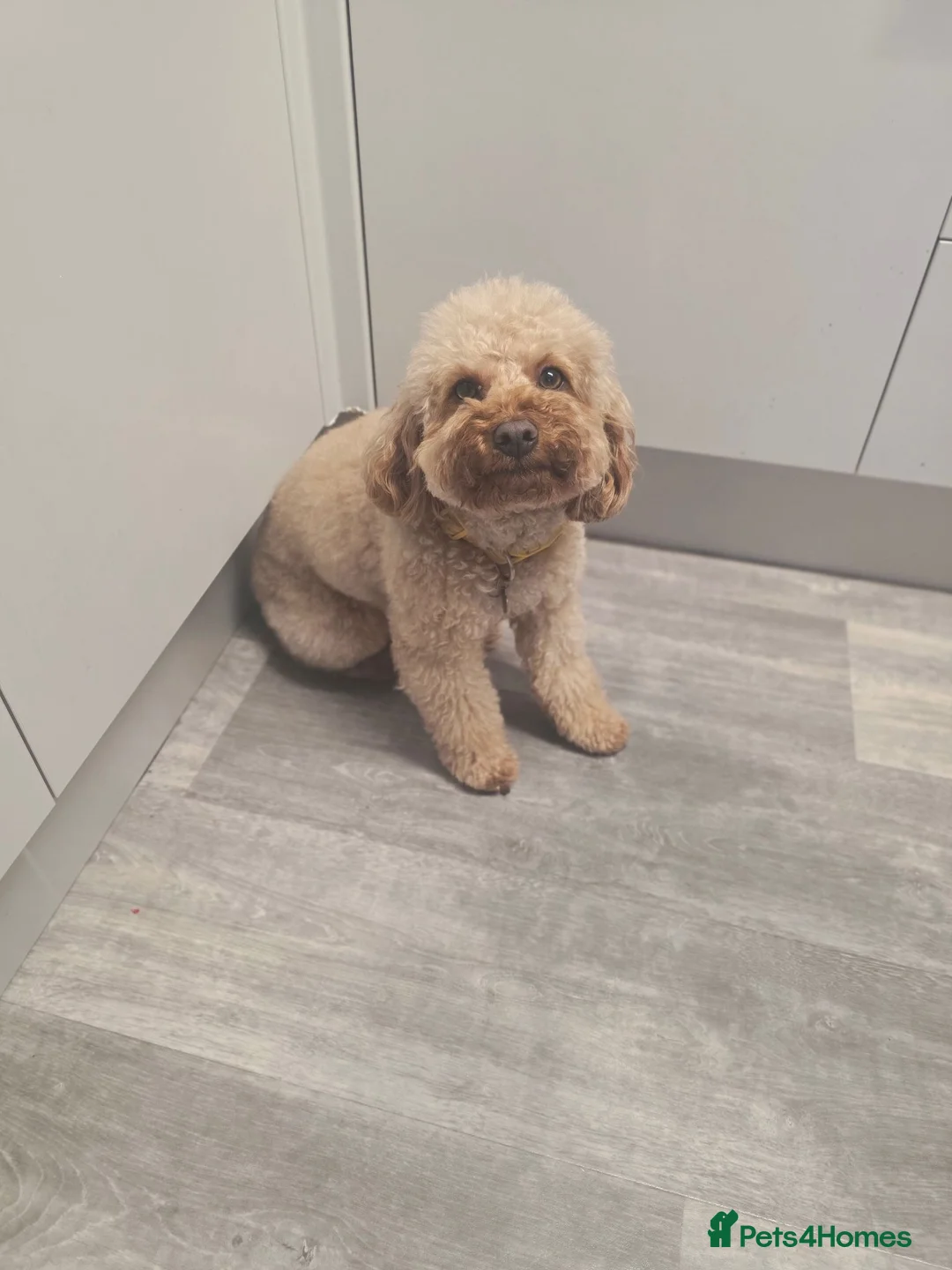 Mixed Breed dogs for sale: Female cavapoo  - Advert 1