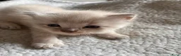 Mixed Breed cats for sale: READY NOW 🏠🐱5 Beauitiful Ragdoll/Bengal kittens  - Advert 37