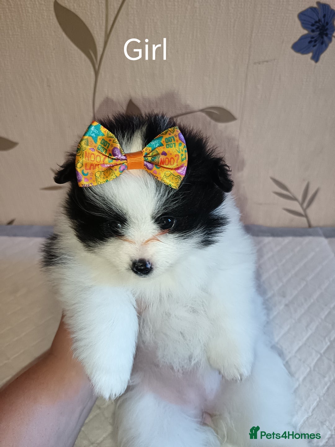 Pomeranian dogs for sale: Barnsley  - Advert 26