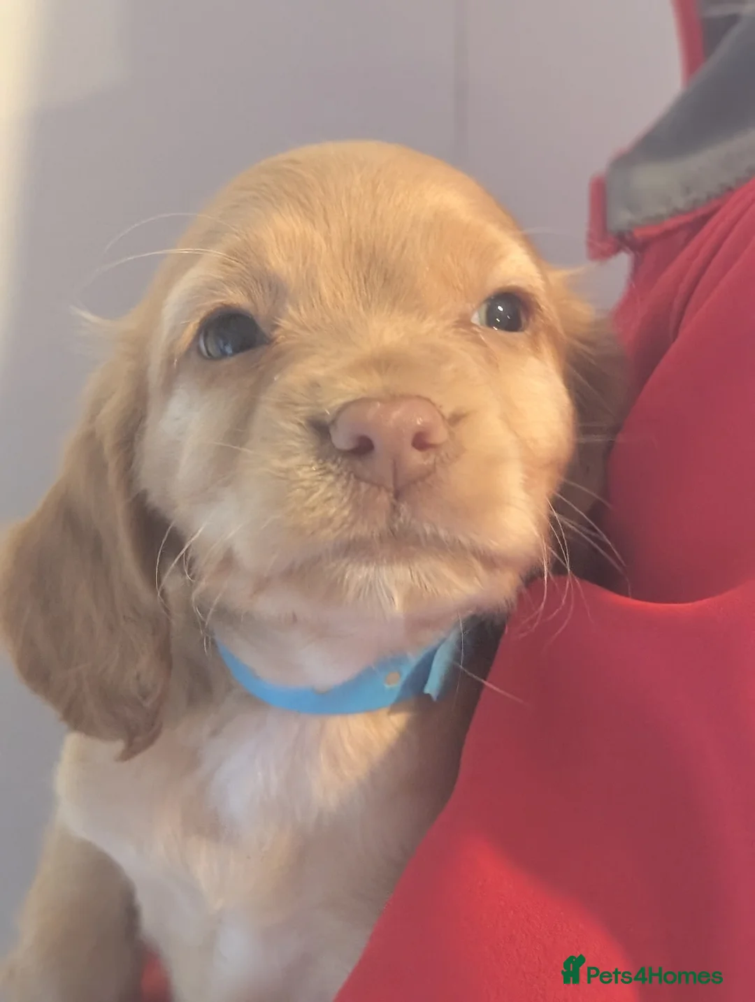 Cocker Spaniel dogs for sale: Pups from Health Tested Champion Trialling lines. - Advert 9