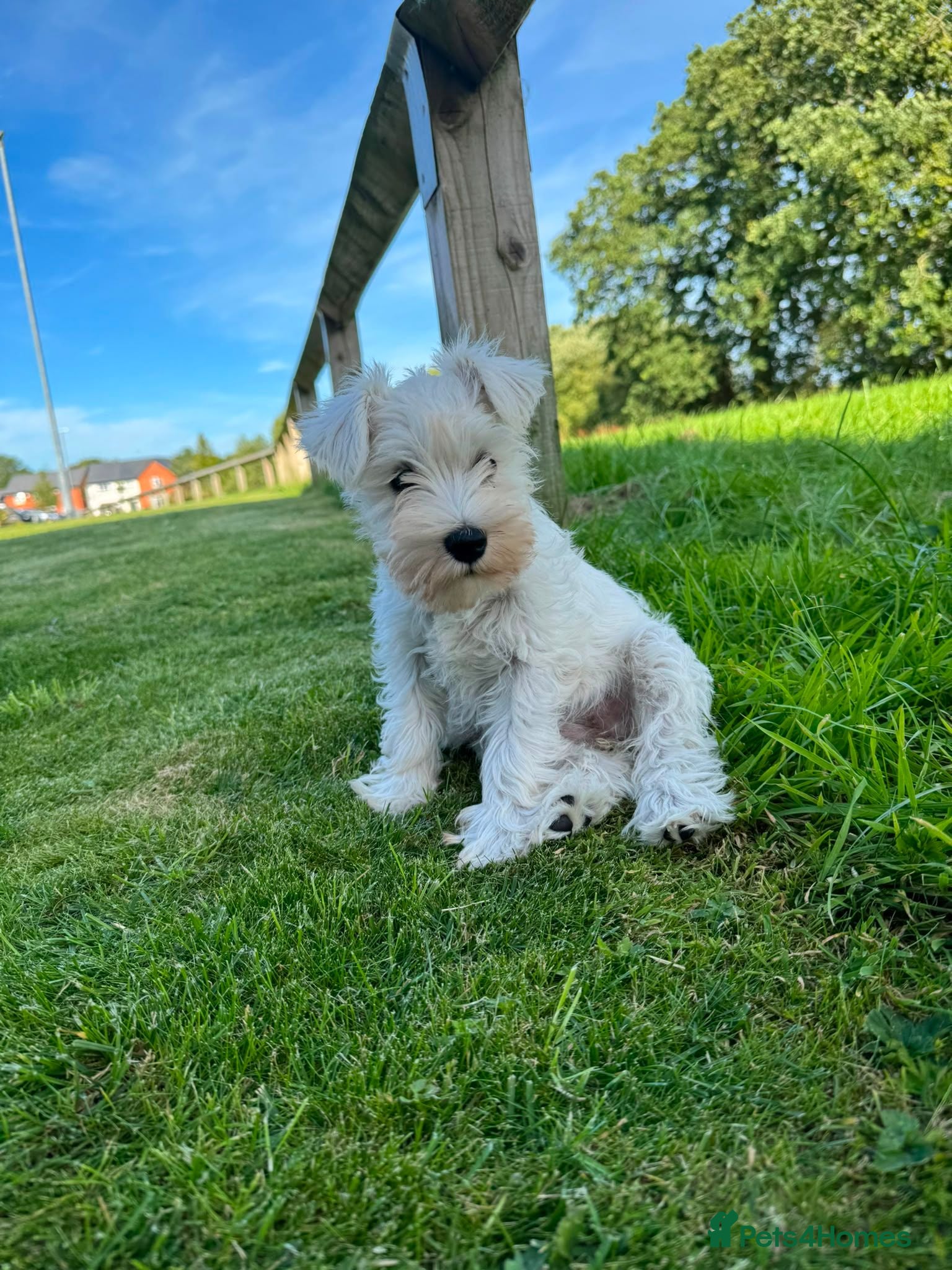 Miniature Schnauzer dogs ***1 Remaining***KC Registered Miniature Schnauzer - Advert 2