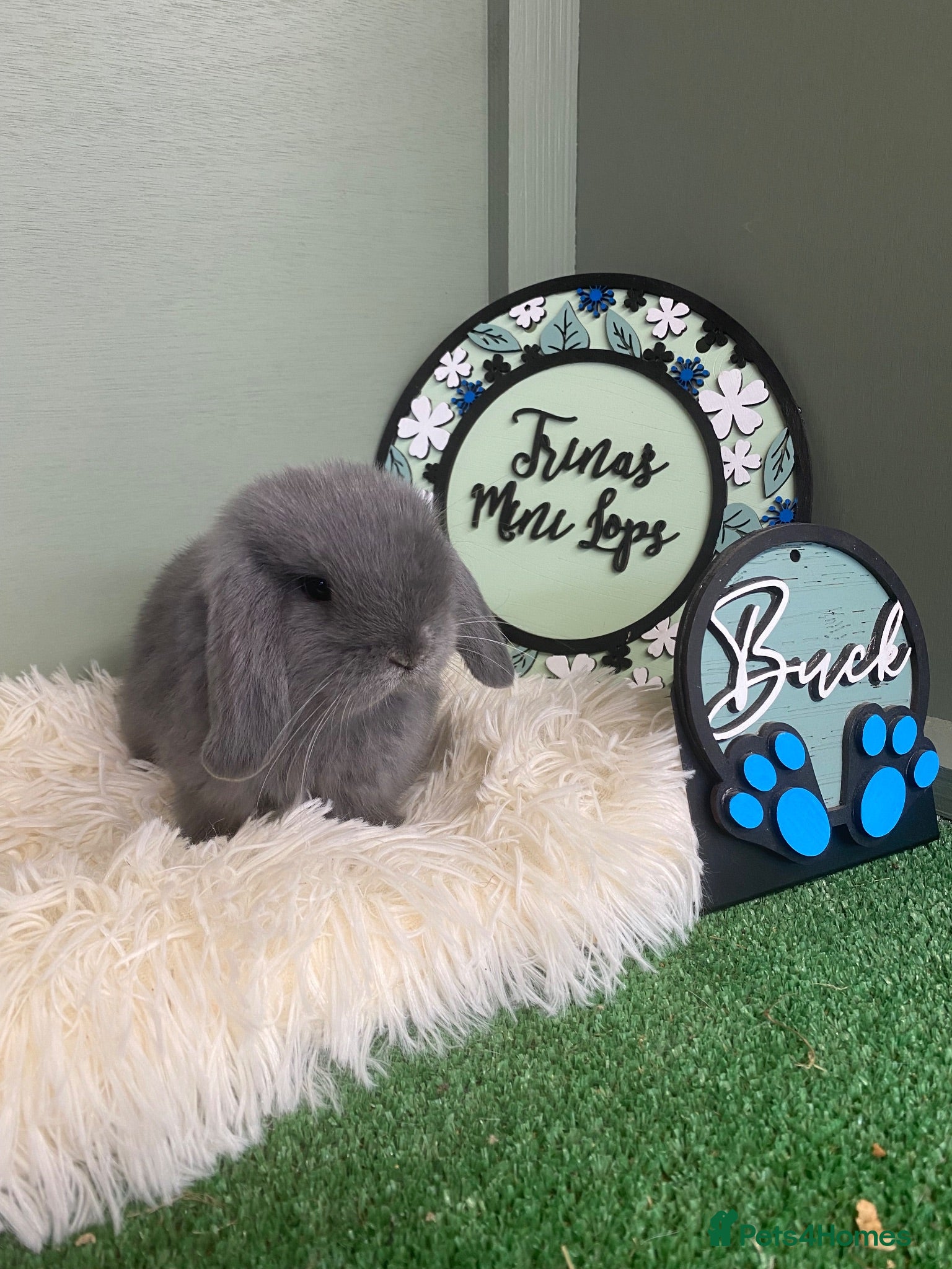 Mini Lop rabbits Baby Mini Lop Rabbits - Ready 19th August - Advert 1