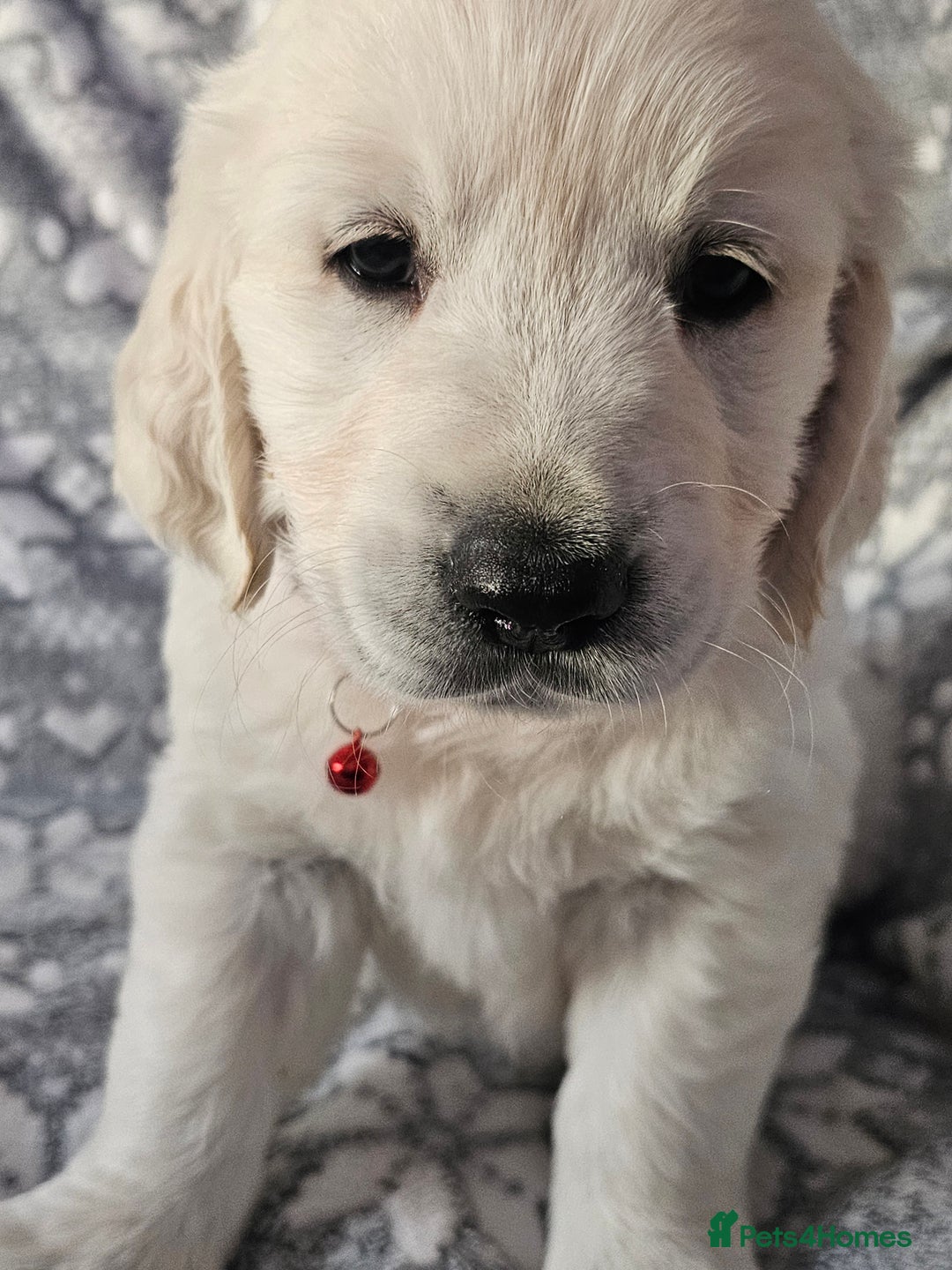 Golden Retriever dogs for sale: Adorable Golden boys for sale  - Advert 6