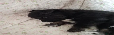 Mixed Breed 5
