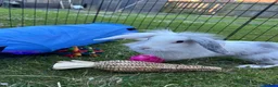 Lionhead rabbits for sale: Lionhead female in Newcastle upon Tyne - Advert 6