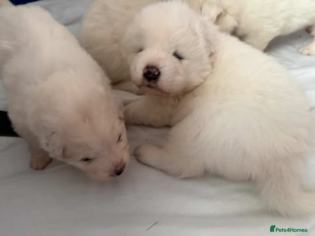 Samoyed dogs for sale: Beautiful samoyed pups  - Advert 11