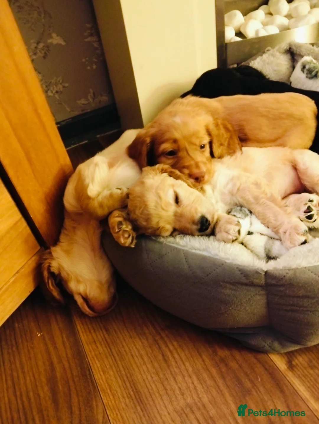 Cockapoo dogs for sale: Two gorgeous boys looking for their forever homes - Advert 12