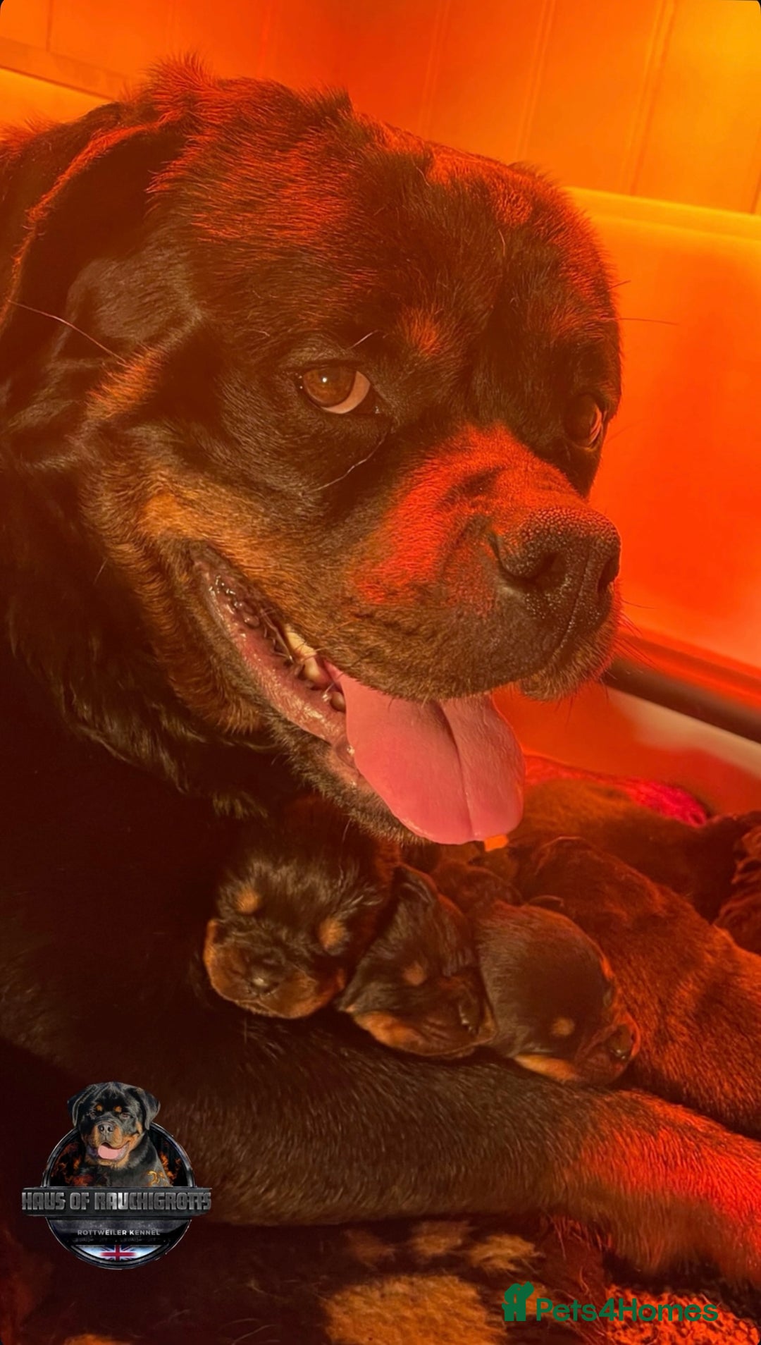 Rottweiler dogs for sale: Top KC Registered Rottweiler Puppies For Sale - Image 36