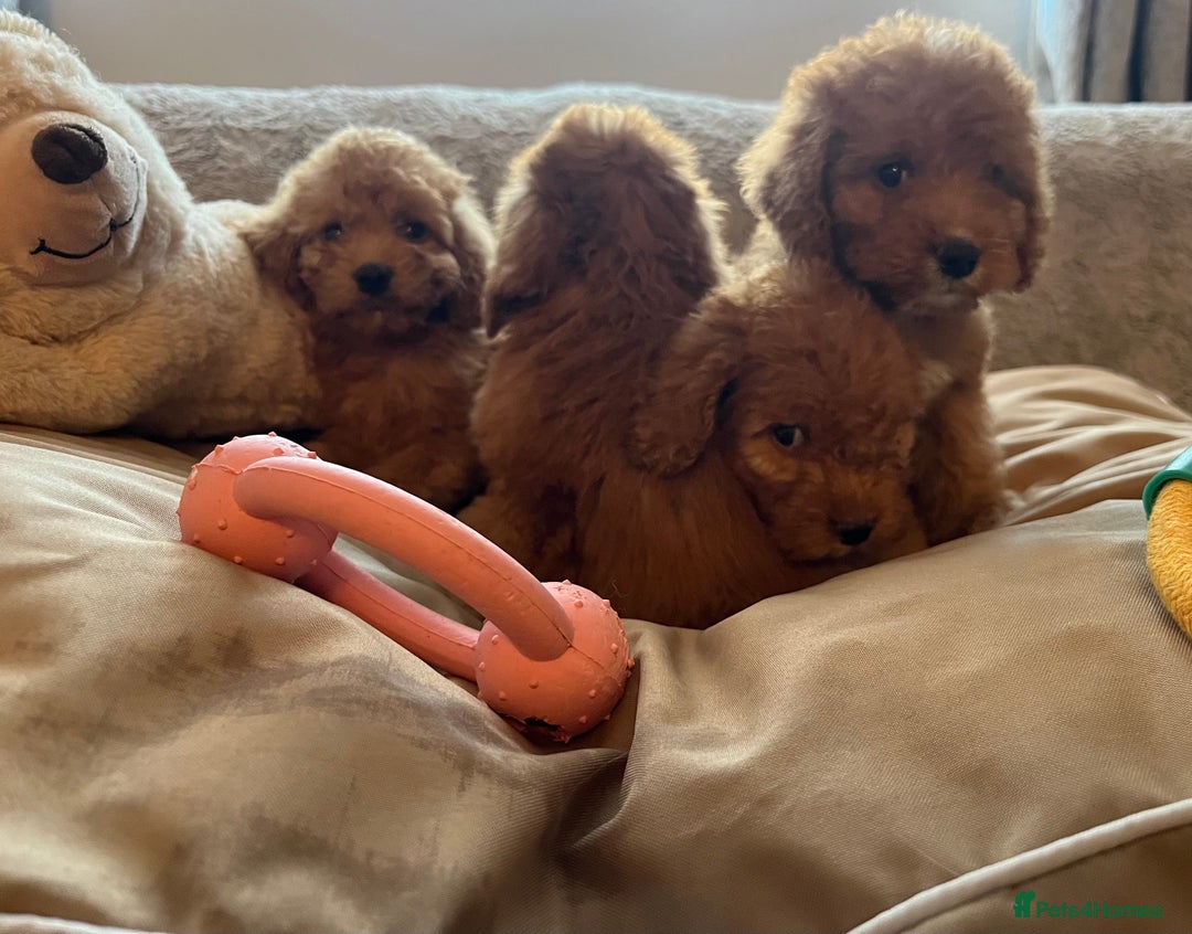 Cockapoo dogs for sale: F1 cockapoo puppies- Health test clear  - Image 21