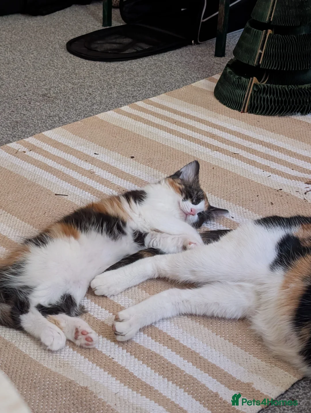 Mixed Breed cats for sale: Beautiful calico female kitten - Advert 5