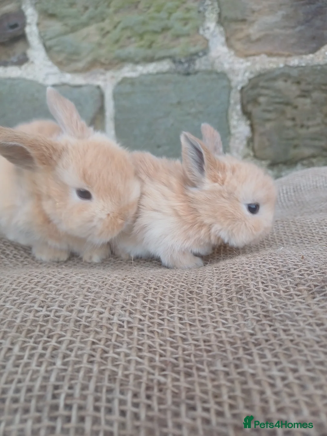 Dwarf Lop rabbits for sale: Dwarf Lops - Advert 3