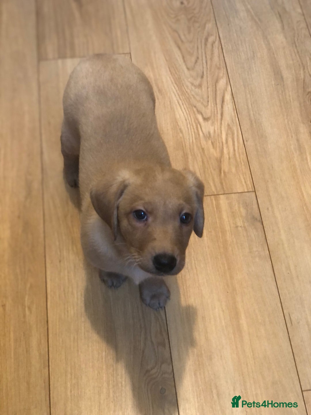 Labrador Retriever dogs for sale: Beautiful Kc registered Royal bloodline Labrador  - Advert 11