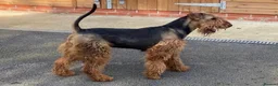 Airedale Terrier dogs for sale: KC REG 5⭐️BREEDER 4💖5💙 - Advert 6
