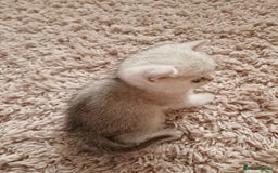 British Shorthair cats for sale: BSH 4 kittens ready for reservation  - Image 9