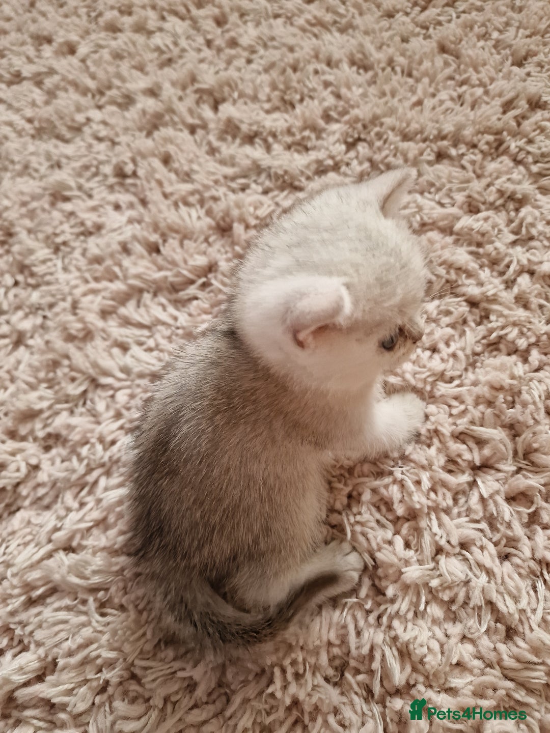 British Shorthair cats for sale: BSH 4 kittens ready for reservation  - Image 9