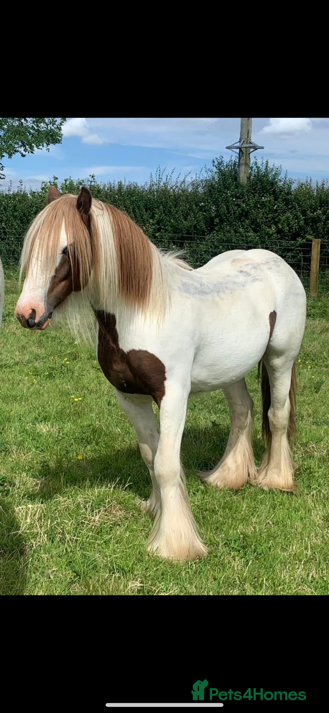 Irish Cob horses for sale: Gelding cob - Advert 7