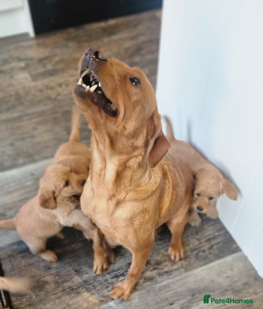 Labradoodle dogs for sale: Beautiful F1 Labradoodles - Advert 28