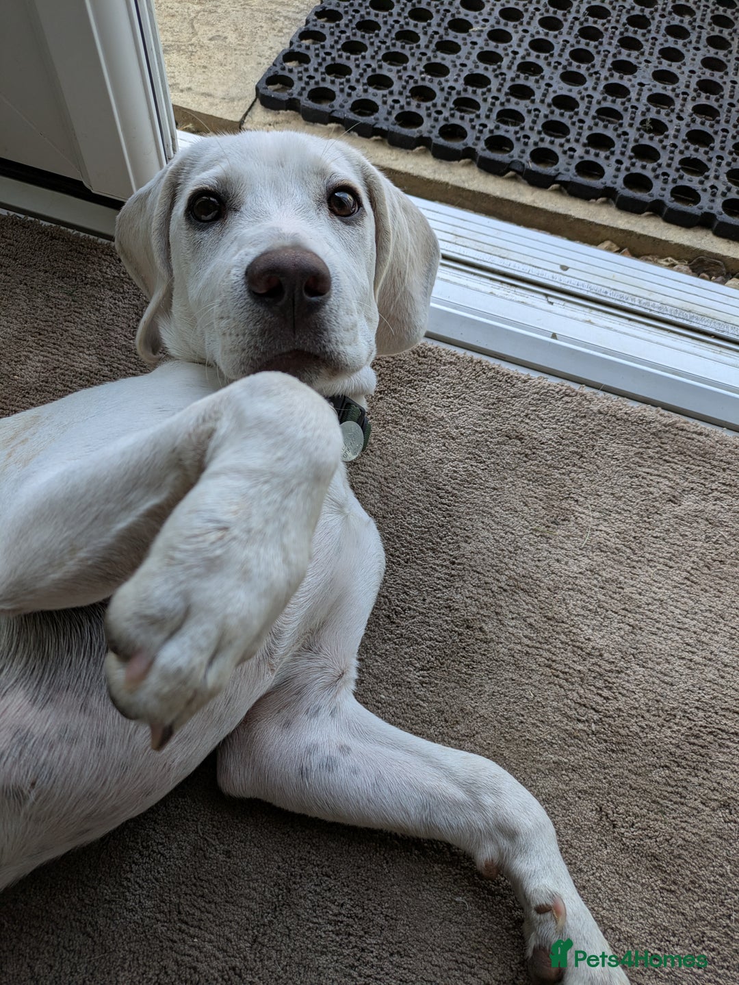 Beagle dogs for sale: Lenny the Lemon Beagle  - Image 2