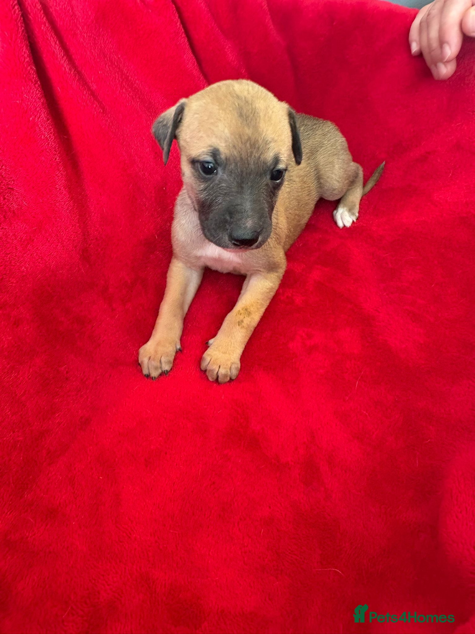 Mixed Breed dogs for sale: Saluki whippet greyhound - Advert 14