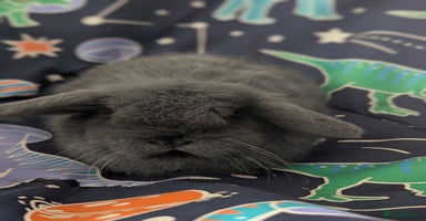 Mini Lop rabbits Mini lop  - Advert 3