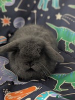 Mini Lop rabbits Mini lop - Advert 3