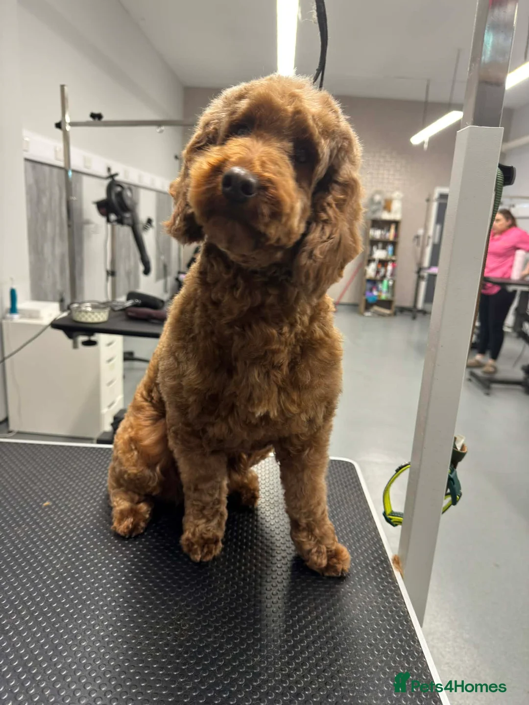 Irish Doodle dogs for sale: Irish doodle girl  - Advert 1