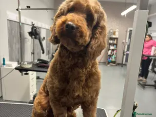 Irish Doodle dogs Irish doodle girl - Advert 1