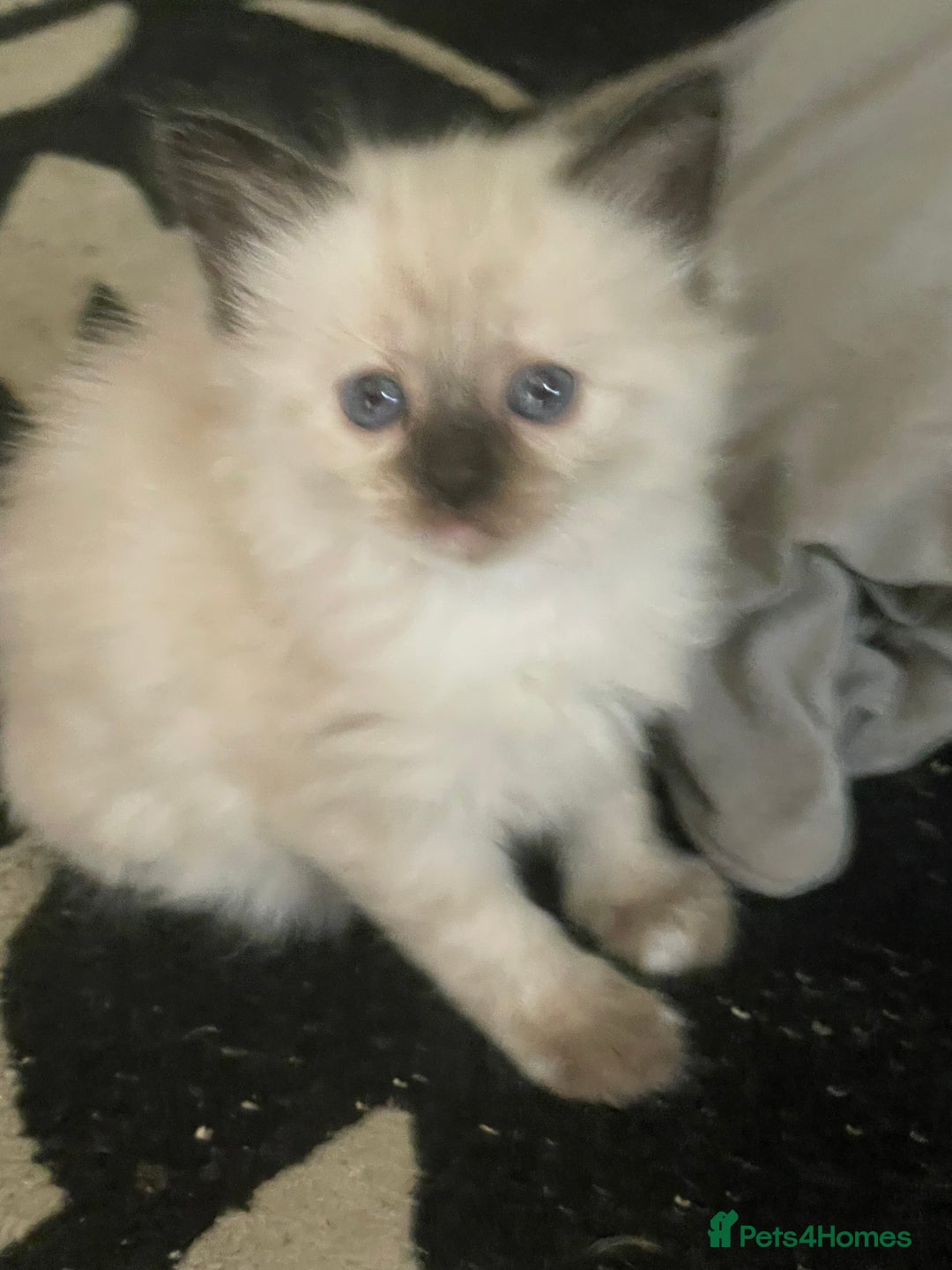 Mixed Breed cats for sale: 3/4 ragdoll kittens available  - Image 18