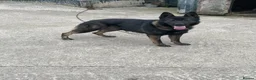 German Shepherd dogs for stud: Kc registered German shepherd  - Advert 1