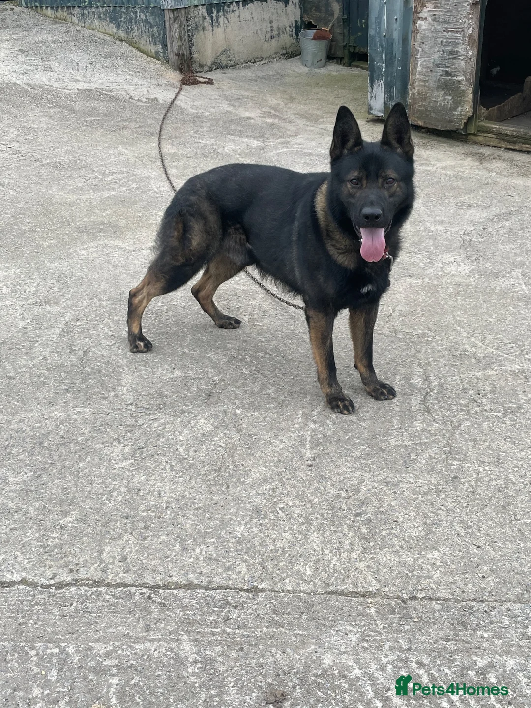 German Shepherd dogs for stud: Kc registered German shepherd  - Advert 1