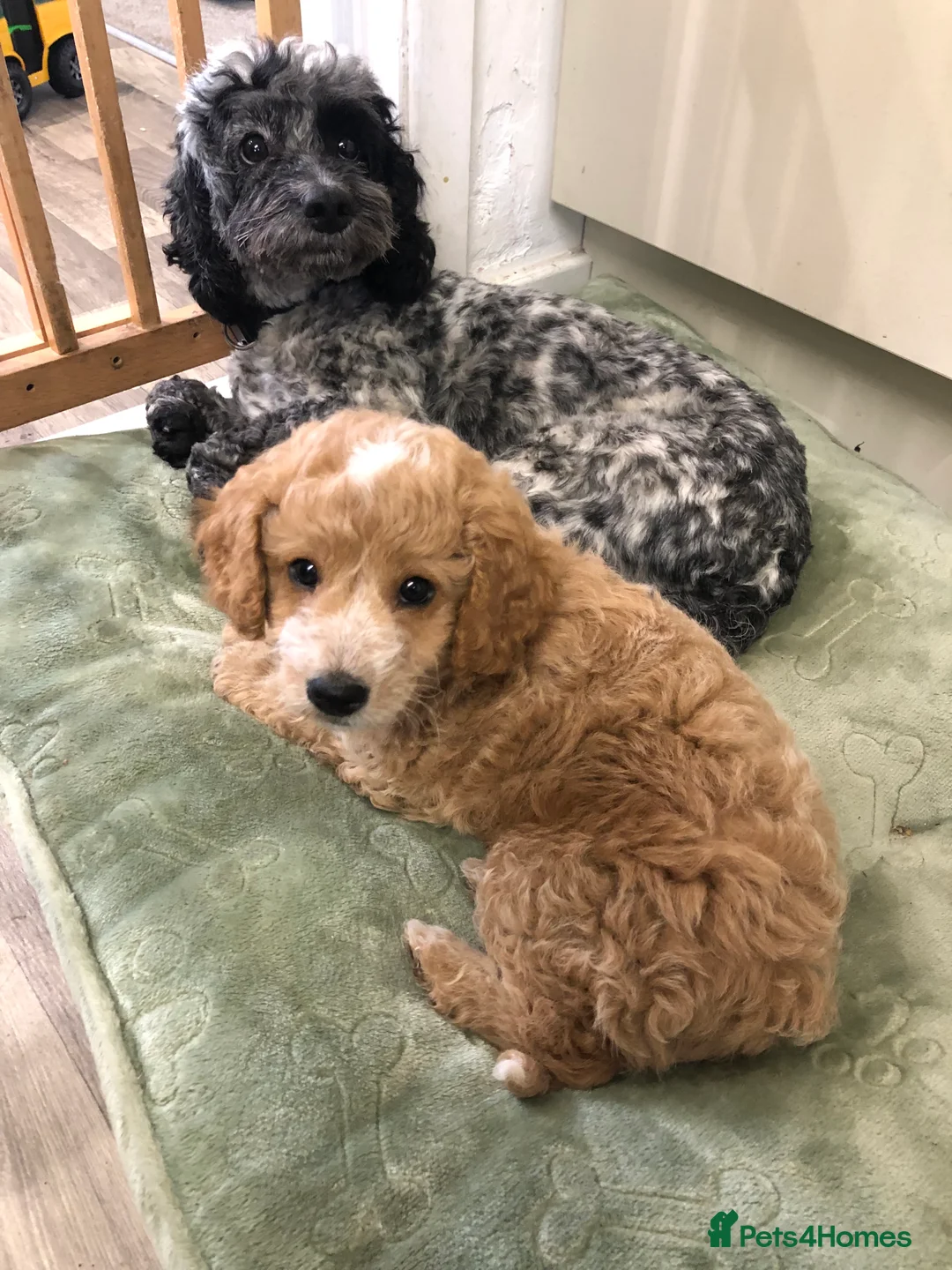 Mixed Breed dogs for sale: Little girl puppy for sale needs a loving home :) - Advert 2