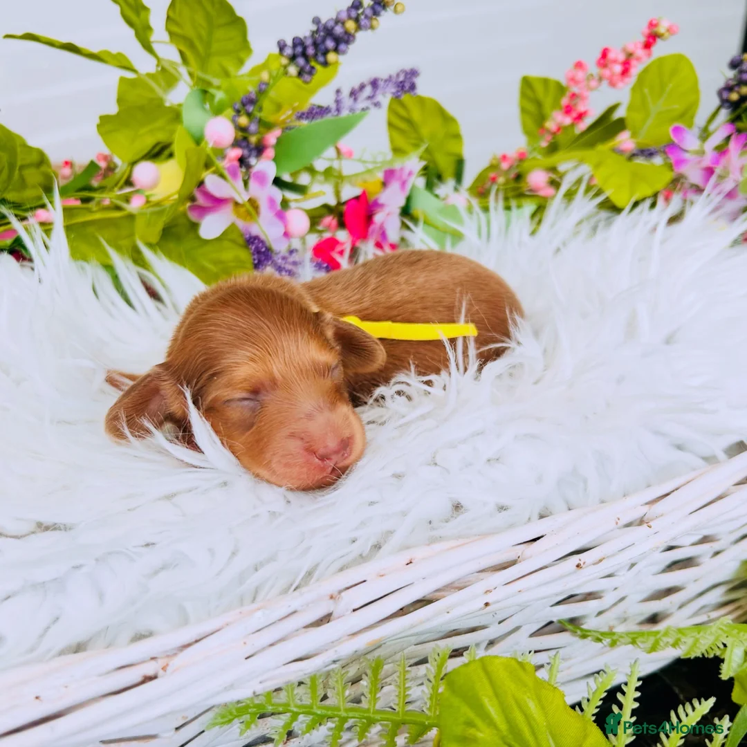 Miniature Dachshund dogs for sale: Chocolate, Cream &  Brindle - 5 star Breeder  - Advert 20