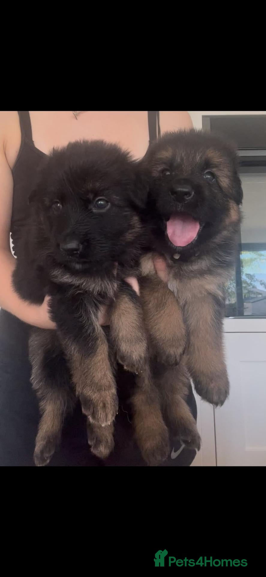 German Shepherd dogs *2 girls left* Dual Purpose GermanShepherd Puppies - Advert 1