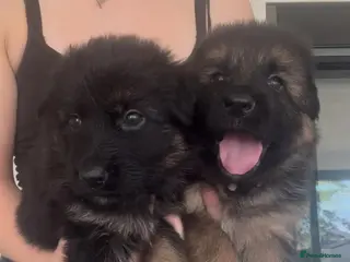 German Shepherd dogs *2 girls left* Dual Purpose GermanShepherd Puppies - Advert 1