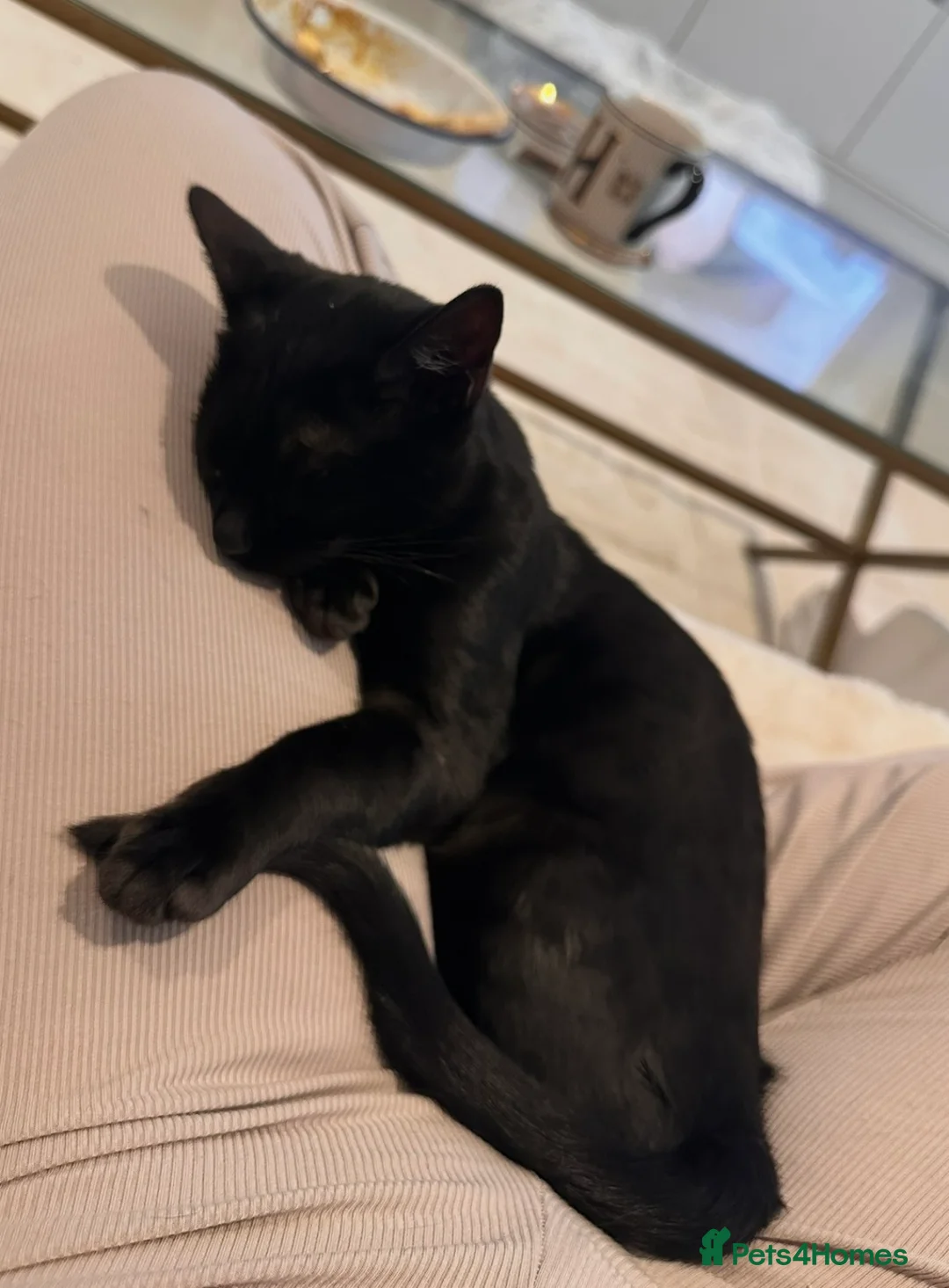 Bengal cats for sale: 1.5 yr old black female Bengal - Advert 5