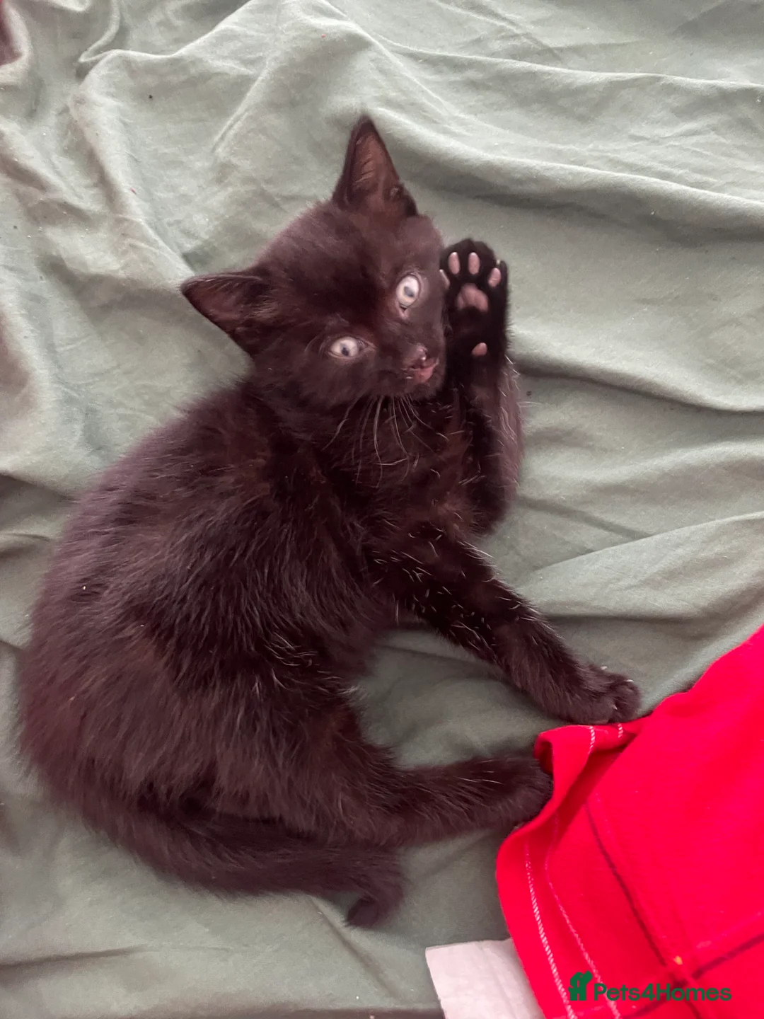 Mixed Breed cats for sale: 3 Month Old Kitten - Advert 1