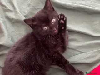 Mixed Breed cats 3 Month Old Kitten - Advert 1