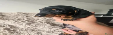 Dachshund 5