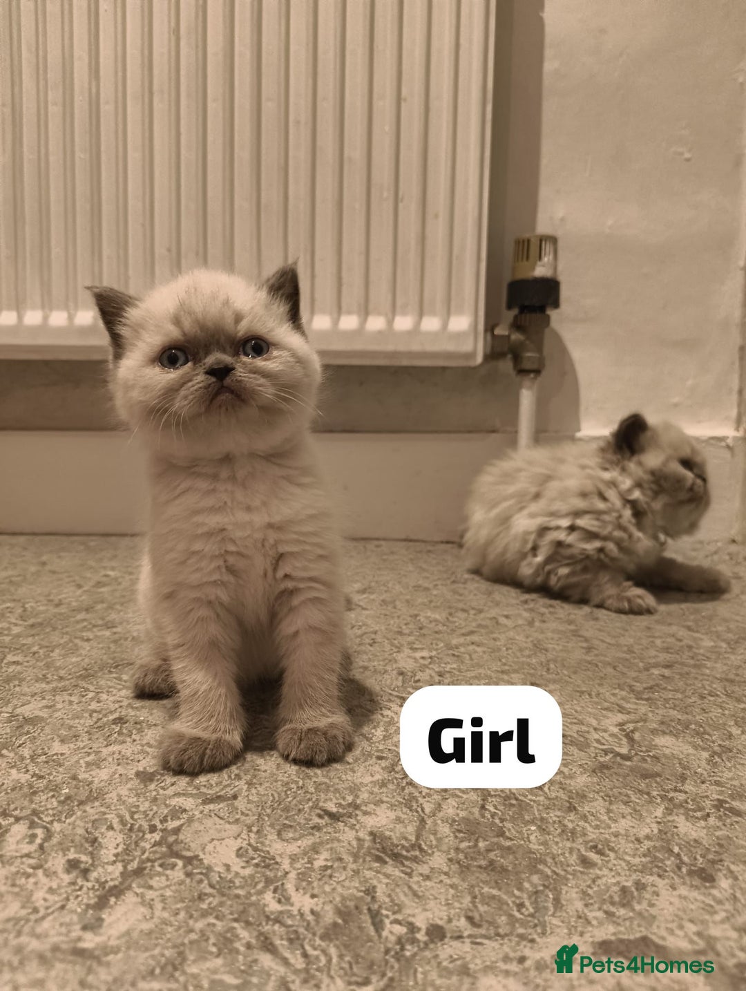 Persian cats for sale: Incredible exotic Persian kittens - Advert 9