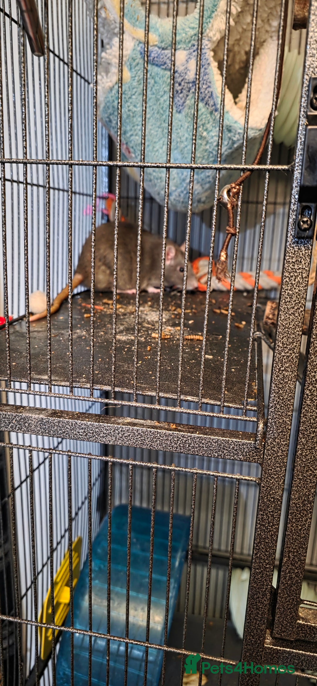 Rat rodents for sale: Four 1 year old female rats with cage+ extras - Advert 14