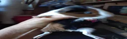 Guinea Pig rodents for sale: Baby guinea pig mix lot of males and females - Advert 10