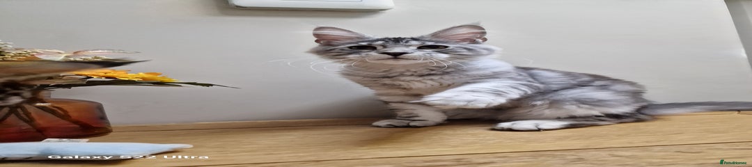 Maine Coon Kitten 1