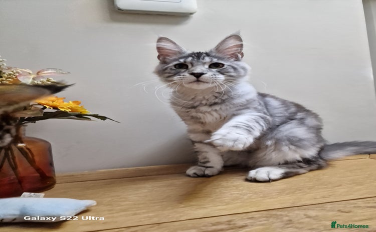 Maine Coon cats - Advert 4