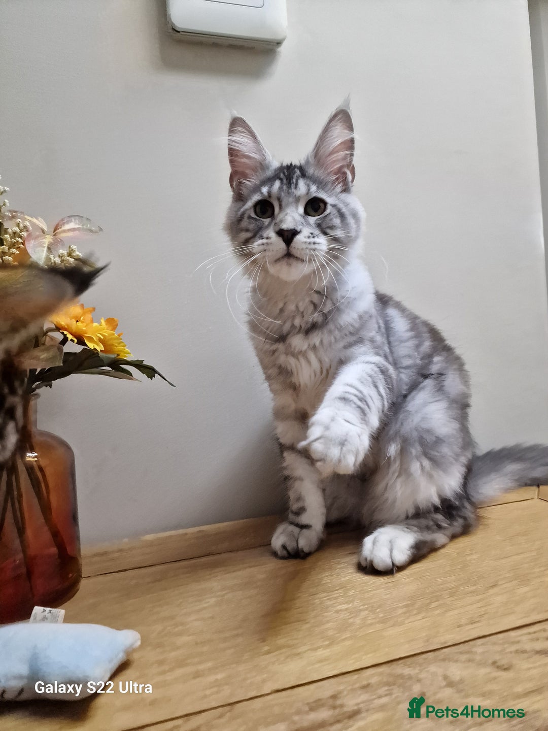 Maine Coon cats for sale: 🍁🍂Good females🏡🎯📣 - Image 1