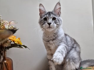 Maine Coon cats - Advert 35