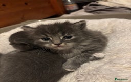 British Shorthair cats for sale: Beautiful grey kitten male  - Image 1