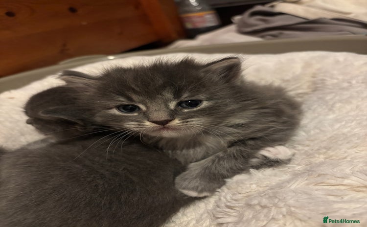 British Shorthair cats - Advert 14
